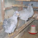 Jonge Lavendel Araucana's, Meerdere dieren, Kip