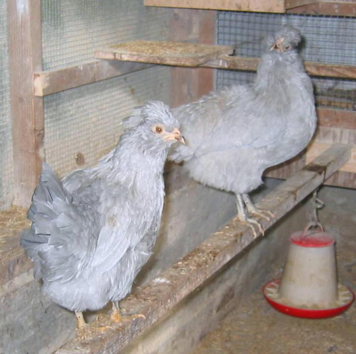 Jonge Lavendel Araucana's, Dieren en Toebehoren, Pluimvee, Kip, Meerdere dieren