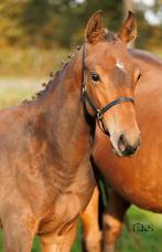 Hengstveulen van On the Spot en bijna 3 jarige ruin, Dieren en Toebehoren, Paarden, Springpaard, Gechipt, 0 tot 2 jaar, Meerdere dieren