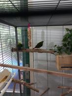 koppel drie kleur amedine, Dieren en Toebehoren, Vogels | Overige Vogels, Meerdere dieren