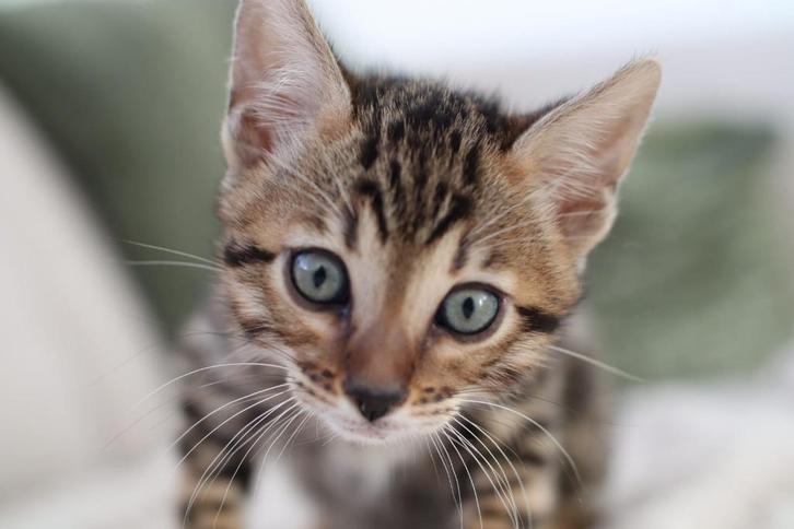 Ras echte bengaalse kitten, Dieren en Toebehoren, Katten en Kittens | Raskatten | Korthaar, Meerdere dieren, 0 tot 2 jaar, Met stamboom