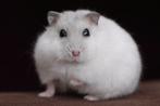Gezocht!! Dwerghamster, Dieren en Toebehoren, Knaagdieren, Hamster, Juni, Geslacht onbekend, Tam