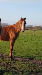 Twee welsh sectie B merries, C pony (1.27m tot 1.37m), Merrie, 0 tot 2 jaar, Met stamboom