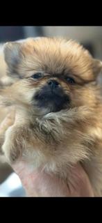 2 pomeriaantjes, Dieren en Toebehoren, Ophalen of Verzenden