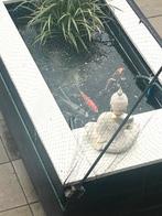 Kois, Dieren en Toebehoren, Karper of Koi