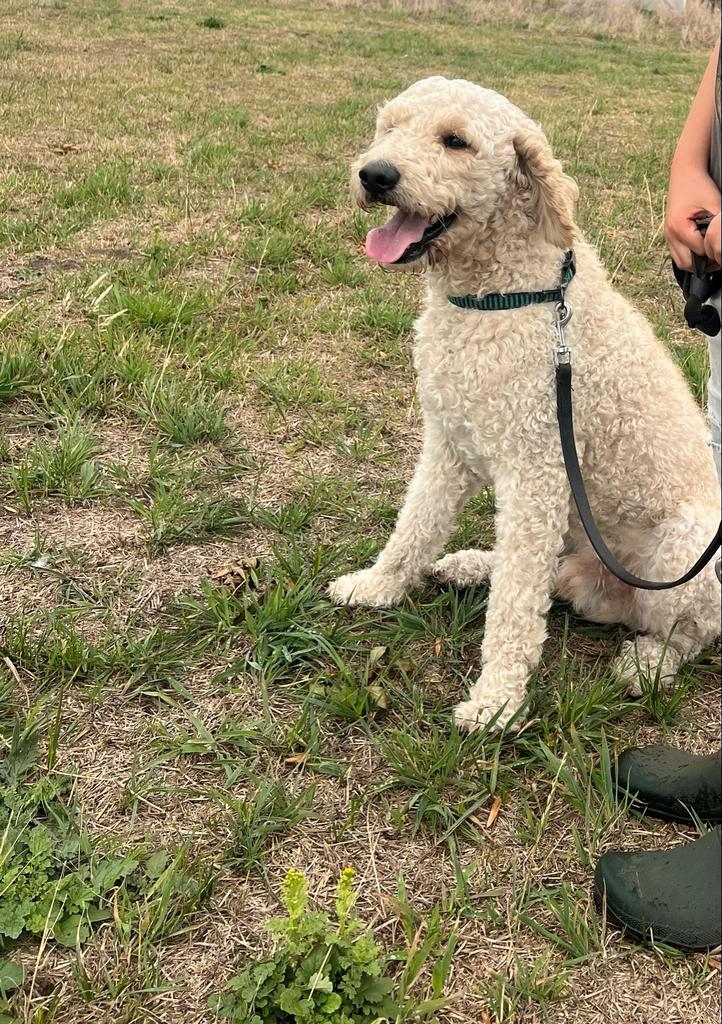Dekreu Bob, Dieren en Toebehoren, Honden | Niet-rashonden, Middel, Reu, Particulier, Meerdere, Nederland, 3 tot 5 jaar, CDV (hondenziekte)