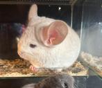 Chinchilla te koop, Dieren en Toebehoren, Juni, Mannelijk, Chinchilla
