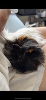 Guinea Pigs, Dieren en Toebehoren, Cavia, April, Meerdere dieren, Tam