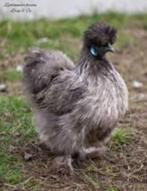 Zijdehoen kippen., Dieren en Toebehoren, Pluimvee, Vrouwelijk, Kip