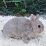Kleurdwerg, Dieren en Toebehoren, Konijnen, Vrouwelijk, Dwerg