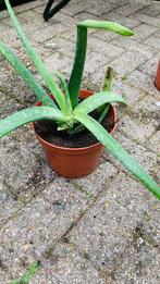 Aloe vera plant, Huis en Inrichting, Kamerplanten, Groene kamerplant, Ophalen, Overige soorten, Minder dan 100 cm