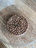 Eitjes van wandelende bladeren - Cryptophyllium limogesi, Dieren en Toebehoren, Wandelende tak