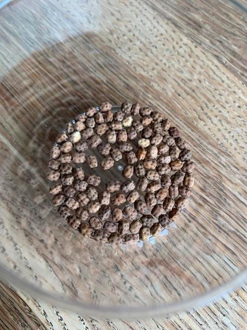 Eitjes van wandelende bladeren - Cryptophyllium limogesi, Dieren en Toebehoren, Insecten en Spinnen, Wandelende tak