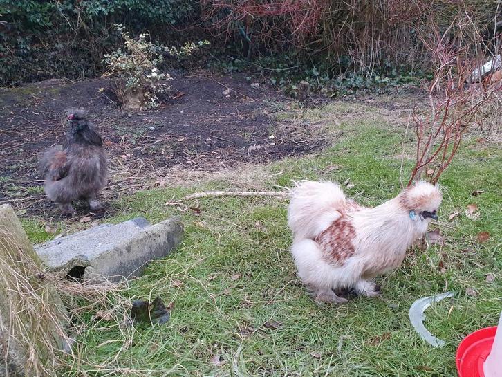 Zijderhoen haan gratis aangeboden, Dieren en Toebehoren, Pluimvee, Kip, Mannelijk