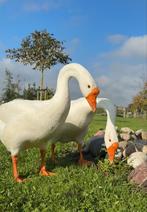 Twee witte boerenganzen, Dieren en Toebehoren, Vogels | Overige Vogels, Mannelijk