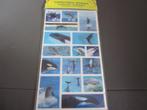 lenticulaire stickers/ soort "beweegbaar"/ dolfijn, orka, e, Ophalen, Nieuw, Dier en Natuur