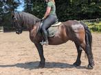 Friese merrie te koop, Dieren en Toebehoren, Paarden, Merrie