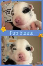 Border collie pups, CDV (hondenziekte), 8 tot 15 weken, Collie, Meerdere