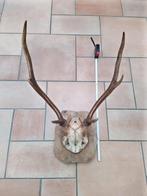 Gewei van edelhert op schedel en houten schild, Ophalen of Verzenden, Hert, Schedel