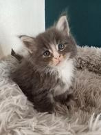 Main Coon XL X Noorse Boskat kittens, Dieren en Toebehoren, Katten en Kittens | Raskatten | Langhaar, Ontwormd
