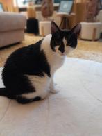 Lieve katten in Oss zoeken spoedig nieuwe thuis! ‍, Dieren en Toebehoren, Katten en Kittens | Overige Katten, Kater