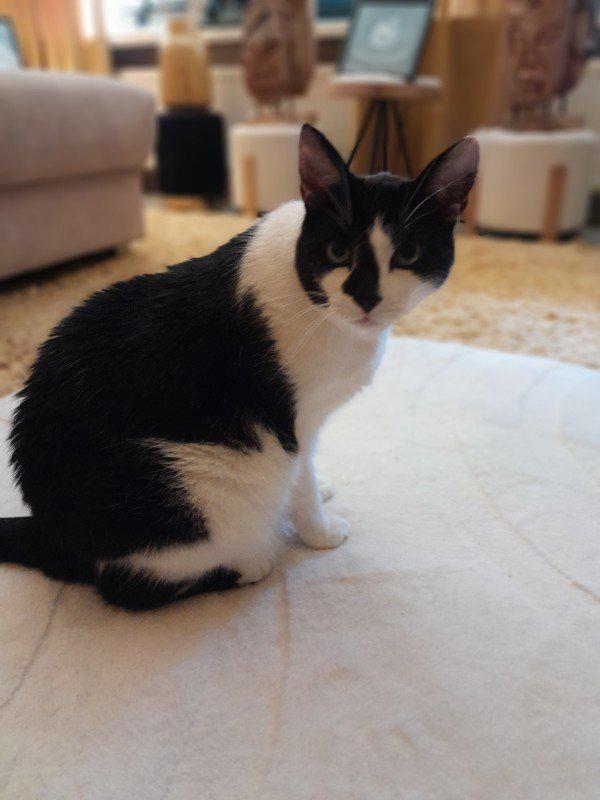 Lieve katten in Oss zoeken spoedig nieuwe thuis! ‍, Dieren en Toebehoren, Katten en Kittens | Overige Katten, Kater