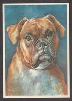 Ansichtkaart - Boxer (Voor het kind), Verzamelen, Ansichtkaarten | Themakaarten, 1940 tot 1960, Overige thema's, Ongelopen, Ophalen of Verzenden