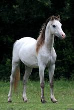 Welsh pony’s Sectie B, Merrie, 3 tot 6 jaar