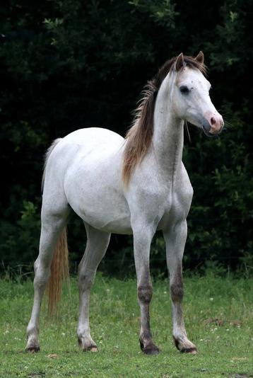 Welsh pony’s Sectie B beschikbaar voor biedingen