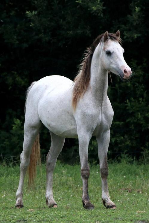 Welsh pony’s Sectie B, Dieren en Toebehoren, Pony's, Merrie, 3 tot 6 jaar