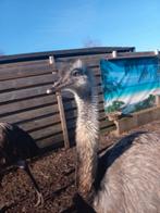 Gratis. Leuke lieve nandoe haan van 3.5 jaar oud, Mannelijk