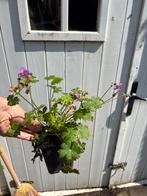 Geraniums, Ophalen, Volle zon, Overige soorten, Minder dan 100 cm