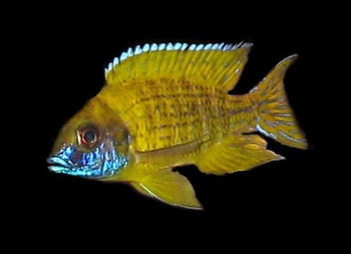 Malawi Cichliden: Aulonocara baenschi Benga, Dieren en Toebehoren, Vissen | Aquariumvissen, Zoetwatervis, Vis