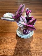 Mooie Tradescantia Nanouk plant, Ophalen of Verzenden, Halfschaduw, Minder dan 100 cm