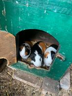 Cavia zeugjes, Dieren en Toebehoren, Knaagdieren, Juli, Vrouwelijk, Cavia
