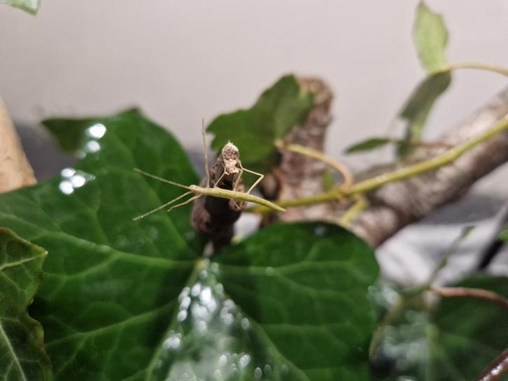 Gratis wandelende takjes, kleine takkies, Dieren en Toebehoren, Insecten en Spinnen, Wandelende tak