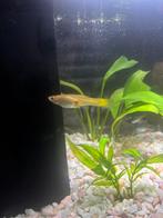 3 visjes, Vis, Zoetwatervis, Schoolvis