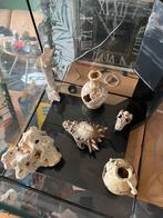 Aquarium, Ophalen, Leeg aquarium