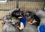 Dwerg/kaninchen mogen verhuizen 2 reutjes 1 teefje, Dieren en Toebehoren, Honden | Teckels en Dashonden, CDV (hondenziekte), 8 tot 15 weken