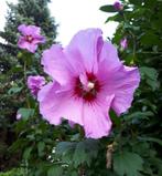 tuinplanten:  hibiscus boompjes of struiken, Vaste plant, Halfschaduw, Zomer, Ophalen