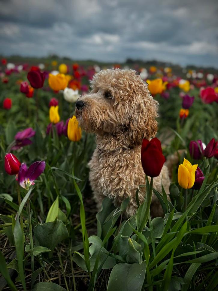 Australian labradoodle Bodhi, Dieren en Toebehoren, Honden | Retrievers, Spaniëls en Waterhonden, Reu, Overige rassen, Fokker | Hobbymatig