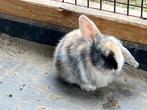 Hangoorkonijntjes 7 weken oud, Dieren en Toebehoren, Konijnen, Mannelijk, Dwerg, Hangoor, 0 tot 2 jaar