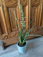 Sansevieria cylindrica, Huis en Inrichting, Ophalen, Overige soorten, Minder dan 100 cm
