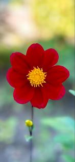 Dahlia 56, Ophalen, Overige soorten, Volle zon