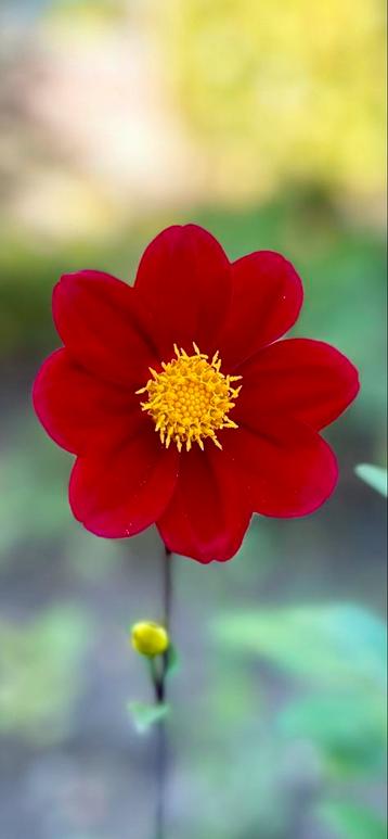 Dahlia 56 beschikbaar voor biedingen