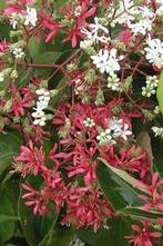 zevenzonenboom, Ophalen, Herfst, Vaste plant