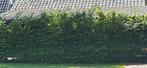 Groene Beukenhaag - 70 meter en 2,5 meter hoog!, Ophalen, Beukenhaag, Haag, 100 tot 250 cm