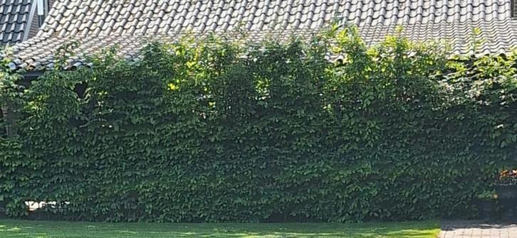 Groene Beukenhaag - 70 meter en 2,5 meter hoog!, Tuin en Terras, Planten | Struiken en Hagen, Haag, Beukenhaag, 100 tot 250 cm
