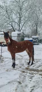 🩷Super knappe welsh pony🩷, Dieren en Toebehoren, Pony's, Merrie, Dressuurpony, Gechipt, Zadelmak