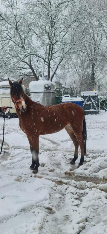 🩷Super knappe welsh pony🩷 beschikbaar voor biedingen